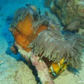 Amphiprion bicinctus (Rotmeeranemonenfisch) in Heteractis magnifica (Prachtanemone), Brutpflege Gelege